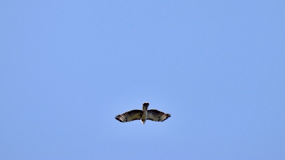 Welke roofvogel is dit ?